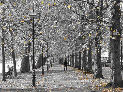Autumn leaves on The Embankment